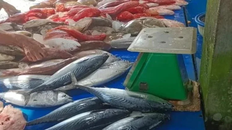 Cuaca Tak Menentu, Pasokan Ikan di Pasar Meulaboh Kian Terbatas