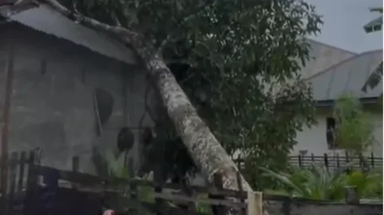 Pohon Tumbang Timpa Rumah Warga di Sungai Mas, BPBD Aceh Barat Salurkan Bantuan