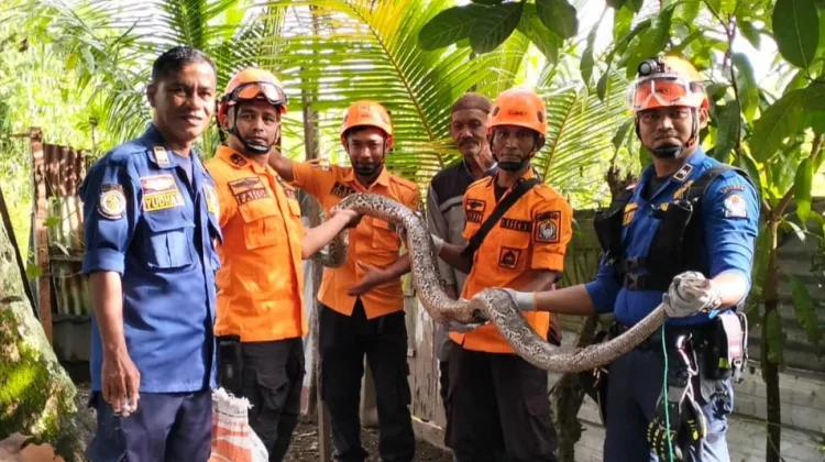 BPBD Aceh Barat Evakuasi Ular Piton dari Rumah Warga Suak Ribee
