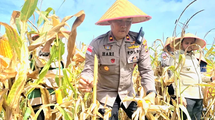 Polres Aceh Barat Panen Raya Jagung Kuartal II 2026, Produksi 6,6 Ton Per Hektar