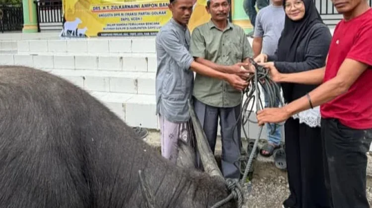 Ampon Bang Salurkan Hewan Kurban untuk Warga Pedalaman Gayo Lues