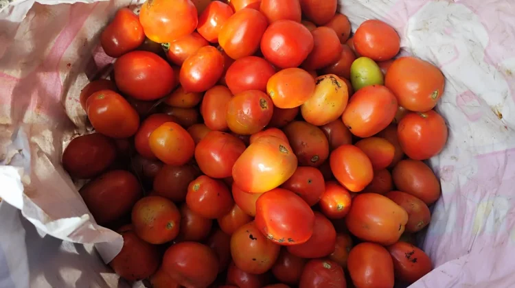Harga Tomat Capai 22 Ribu Perkilo, Warga Mulai Mengeluh