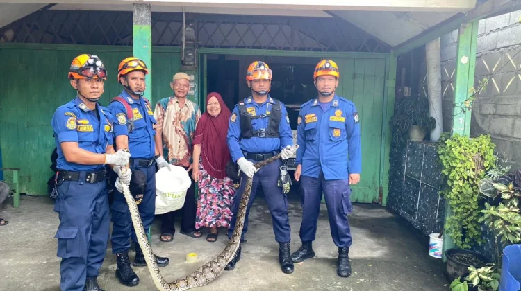 BPBD Aceh Barat Amankan Ular Python Masuk ke Pekarangan Rumah Warga