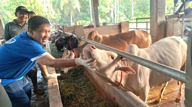 Stok Hewan Meugang di Aceh Barat Melimpah, Disbunnak Pastikan Aman Dikonsumsi