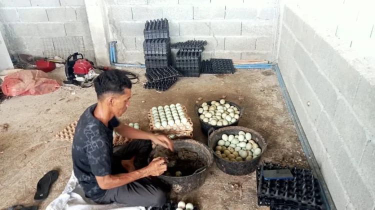 Rumah Telur Suak Sigadeng Hasilkan Lima Ratus Butir perhari