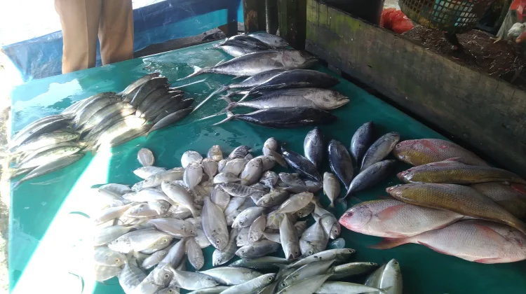 Harga Ikan Meulaboh Naik Saat Nelayan Libur Melaut
