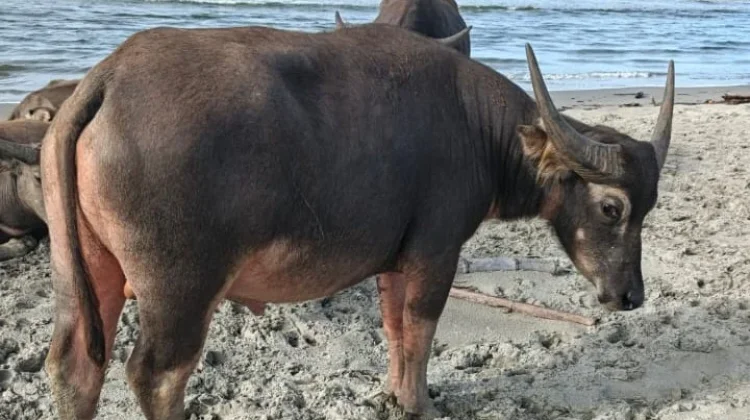 Jelang Idul Adha, Petugas Puskeswan Salang Siaga Periksa Kesehatan Hewan Ternak
