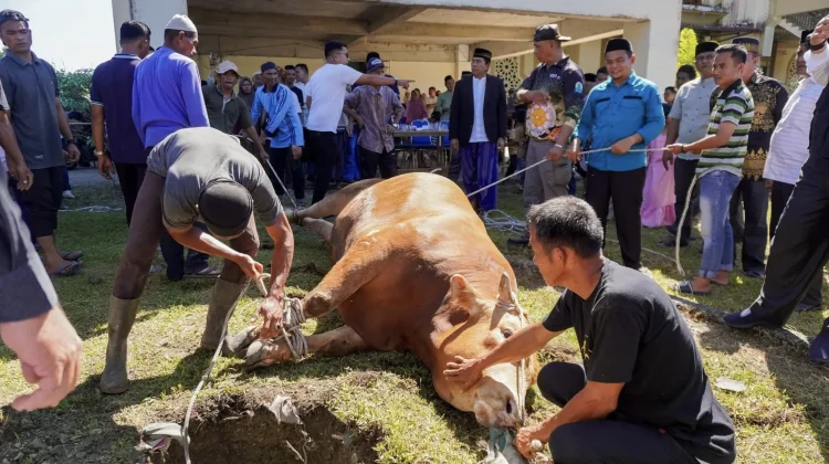 Bupati Monas Serahkan Sapi Kurban Bantuan Presiden Prabowo untuk Masyarakat