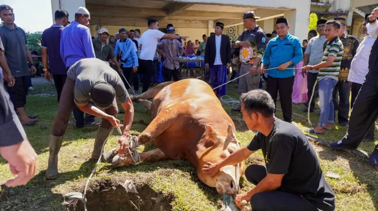 Sapi Bantuan Presiden Prabowo Disembelih di Halaman Masjid Agung Tgk. Khalilullah
