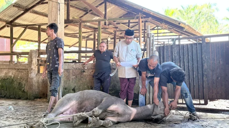 Kemenag Aceh Barat Sembelih 40 Hewan Qurban Idul Adha 1447 H