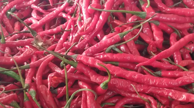Harga Cabai Merah 40 Ribu Rupiah di Meulaboh Aceh