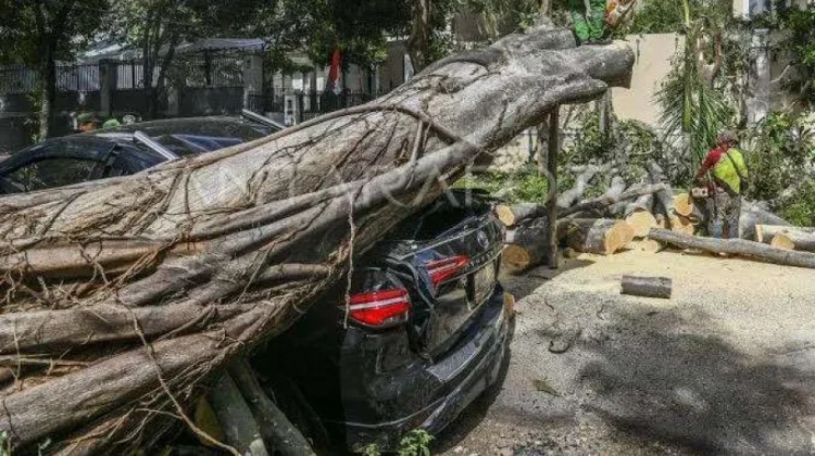 Tips Aman Menghadapi Pohon Tumbang saat Cuaca Buruk