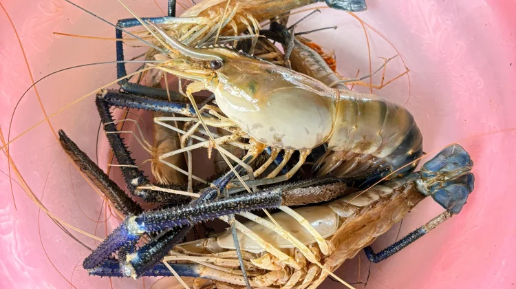 Udang Gala Sungai Barumun: “Emas” dari Dasar Sungai Milik Desa Tanjung Mulia