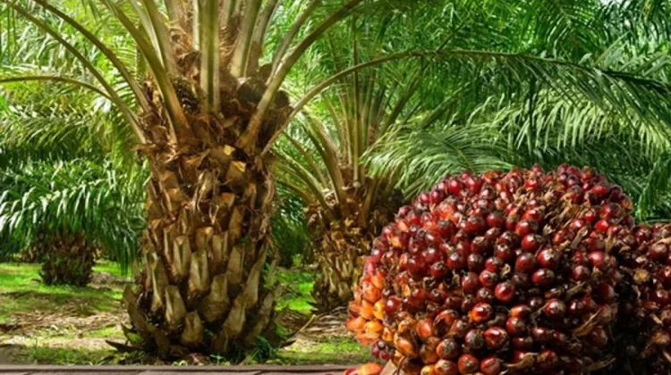 Distanbun Aceh Imbau PKS Jaga Harga TBS Sawit