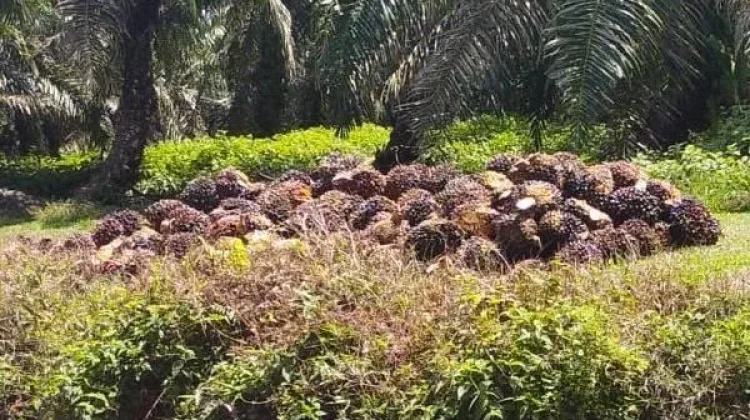 Harga Sawit Terus Menurun, Petani Keluhkan Pendapatan Berkurang