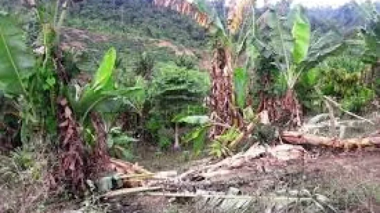 Gajah Liar Rusak Tanaman Warga, Masyarakat Pante Ceureumen Resah