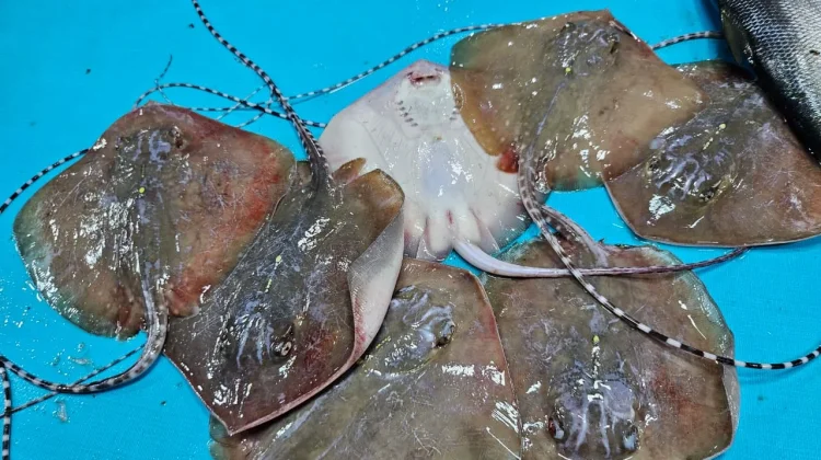 Cara Mudah Mengolah Ikan Pari dan Kandungan Nutrisinya