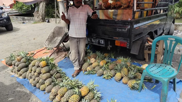 Harga Nanas Naik Tipis, Pembeli Tetap Setia
