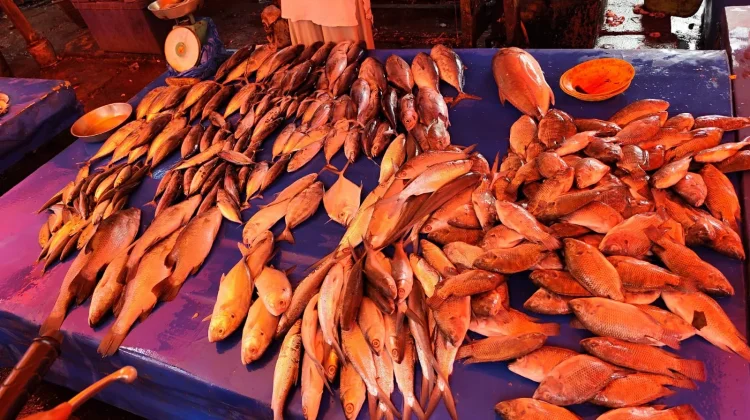 Harga Ikan Naik, Daya Beli Masyarakat Turun