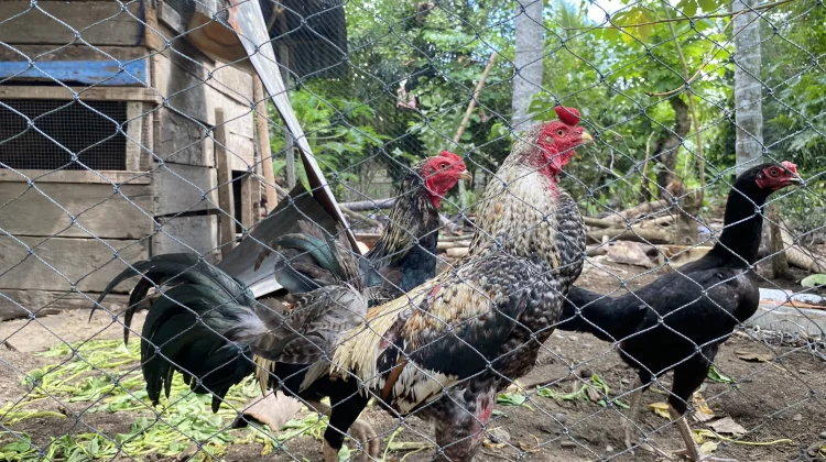 Panduan Beternak Ayam Kampung untuk Pemula