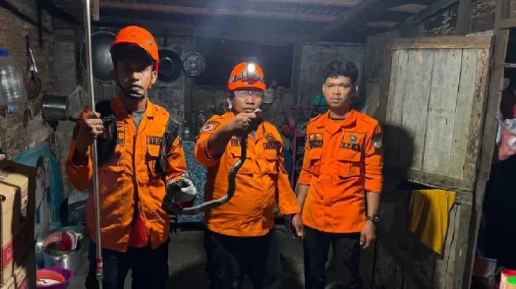 BPBD Aceh Barat Sigap Evakuasi Ular Kobra di Permukiman Warga