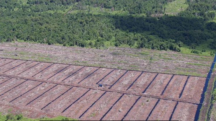 APEL Green Aceh Temukan Pembersihan Lahan dibekas HGU Kalista Alam