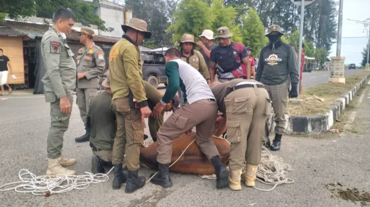 Satpol PP Aceh Jaya Tertibkan 30 Ekor Ternak Lepas di Jalan Raya