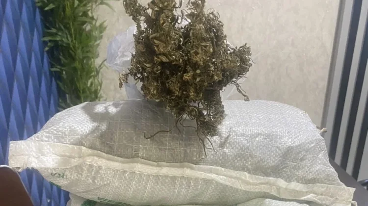 Pengembangan Kasus Ganja, Polres Aceh Barat Sita 1,5 Kilogram Ganja
