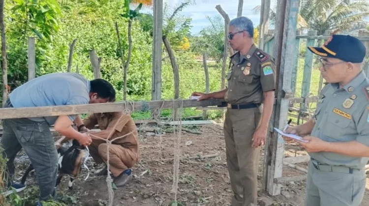 Satpol PP dan WH Aceh Jaya Gelar Lelang Ternak Hasil Penertiban