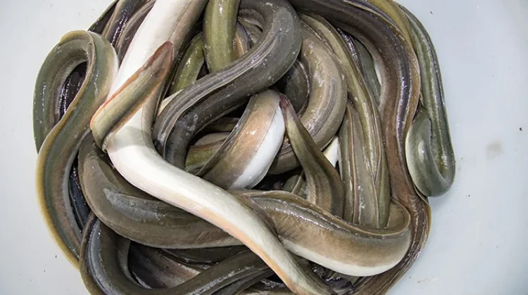 Belut Licin di Tangan Manja di Lidah Khasiatnya Jadi Andalan Pria dan Wanita