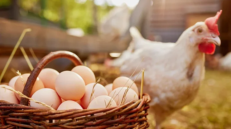khasiat Telur Ayam Kampung untuk Pria dan Wanita