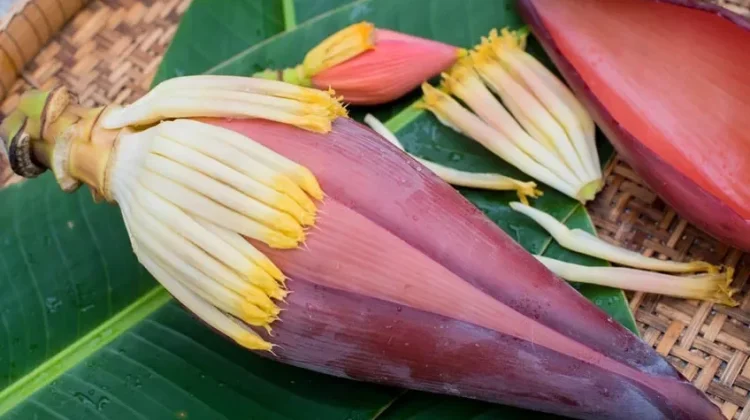 Manfaat Jantung Pisang untuk Menunjang Kesehatan Pria dan Wanita