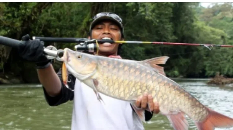 Manfaat Ikan Kerling untuk Mendukung Tumbuh Kembang Anak