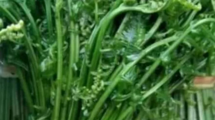 Khasiat Sayur Pakis Bantu Jaga Jantung hingga Lancarkan Pencernaan Orang Dewasa