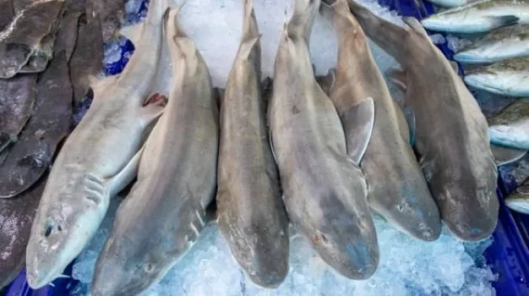 Ikan Hiu Predator Laut yang Menyimpan  Segudang Khasiat Bagi Pria dan Wanita