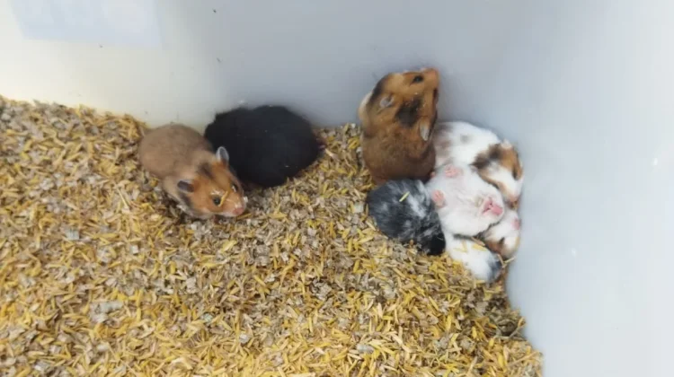 Tips Memelihara Hamster agar Tetap Sehat dan Aktif