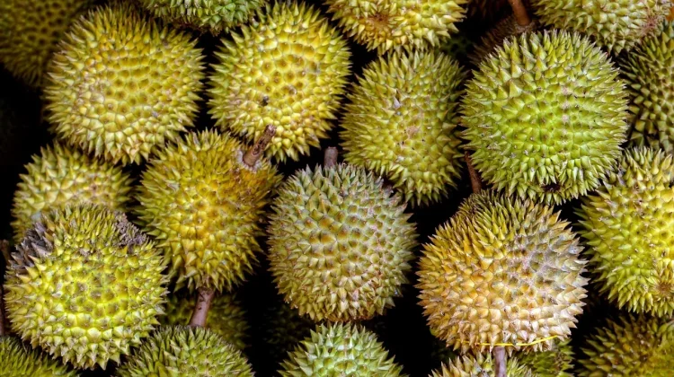 Kenali Manfaat Durian bagi Kesehatan jika Dikonsumsi Secukupnya
