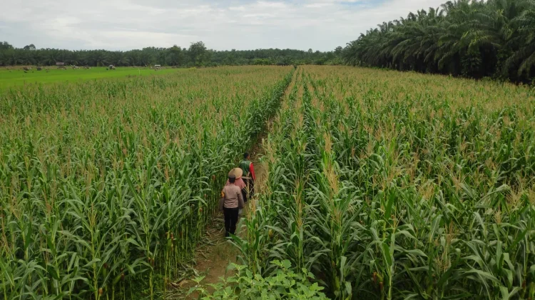 Polsek Kaway XVI Monitoring Lahan Jagung, Dukung Swasembada Pangan 2026