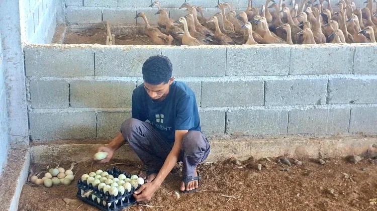 Usaha SGD Farm Sukses Budidaya Unggas hingga Pasokan untuk MBG