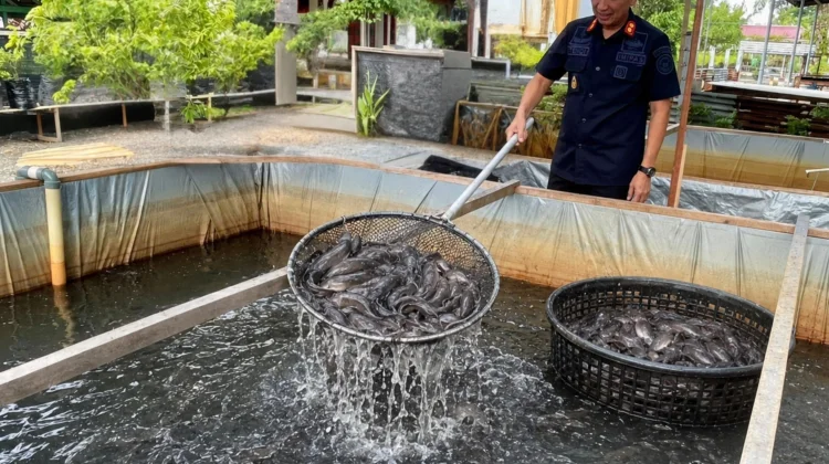 Warga Binaan Lapas Meulaboh Panen Perdana Lele Capai 358 kilogram