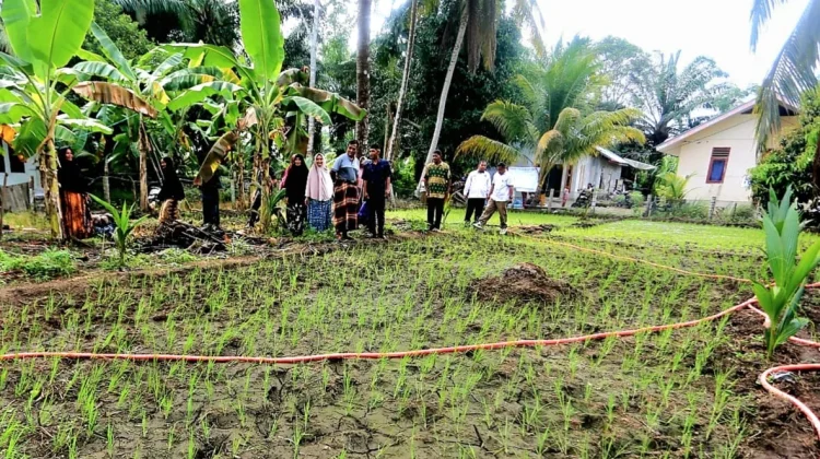 UTU Kembangkan Model Sosio-Tekno Smart Farming Antisipasi Krisis Pangan Aceh Bara