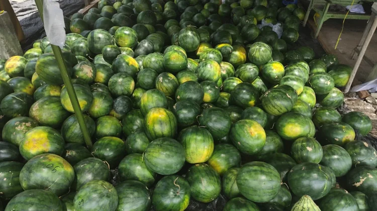 Panen Raya Semangka Non Biji Harga Tujuh Ribu Perkilogram