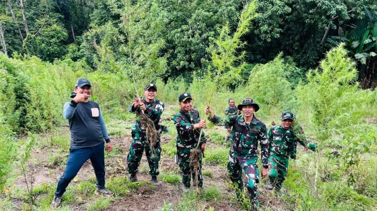 Denpom IM/2 Meulaboh Dukung Pemusnahan 50 Hektare Ladang Ganja di Nagan Raya