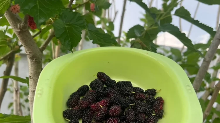Jangan Remehkan Buah Mulberry, Ini 7 Manfaat Besarnya bagi Kesehatan