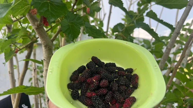 5 Cara agar Pohon Mulberry Rajin Berbuah, Perhatikan Cara Tanam dan Perawatannya