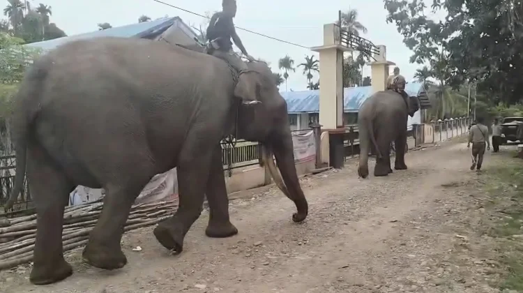BPBD dan BKSDA Pasang GPS Collar untuk Pantau Gajah Liar Aceh Barat