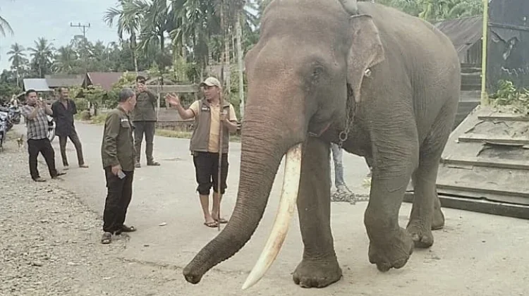 BPBD dan BKSDA Pasang GPS Collar pada Gajah Liar di Aceh Barat
