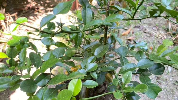 Budidaya Daun Jeruk di Rumah, Mudah, Subur, dan Siap Jadi Bumbu Dapur