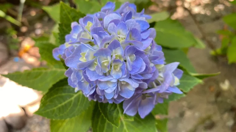 Trik Menanam Bunga Hortensia agar Tumbuh Subur dan Cantik di Halaman Rumah