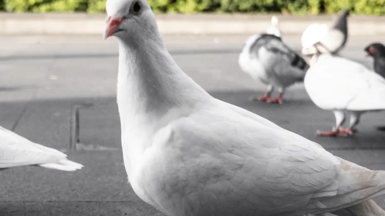 Rahasia Gizi Daging Burung Merpati untuk Tumbuh Kembang Anak